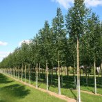Jaseň štíhly (Fraxinus excelsior) ´WESTHOF GLOIRE´ - výška 210-230 cm,  kont. C18L